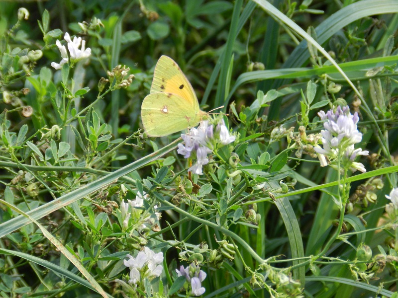 Colias crocea